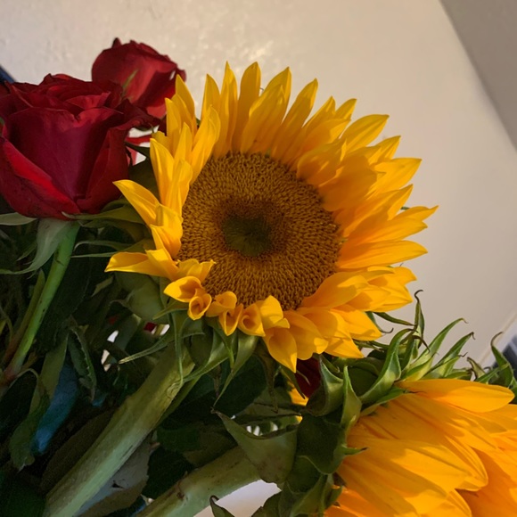 Meet your Posher, Luz - Picture 1 of 1